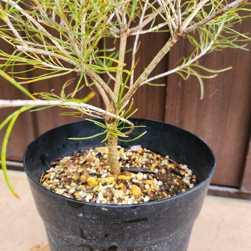 バンクシア　レプトフィラ　鉢植えF　苗　オージープランツ　ドライガーデン　レア バンクシア レプトフィラ 鉢植え 苗 オージープランツ レア品種 盆栽