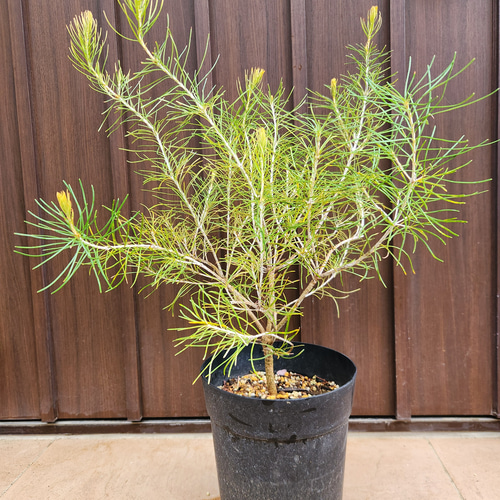 バンクシア レプトフィラ 鉢植え 苗 オージープランツ レア品種 盆栽