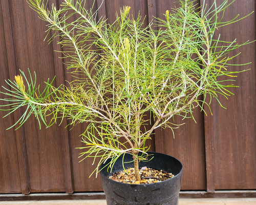 バンクシア レプトフィラ 鉢植え 苗 オージープランツ レア品種 盆栽