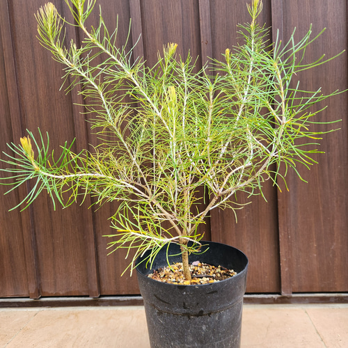 ボリューム苗　バンクシア　グランディス　鉢植え　苗木　オージープランツ バンクシア レプトフィラ 鉢植え 苗 オージープランツ レア品種 盆栽