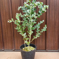 Sale☆ プンゲンストウヒ ホプシー ポット苗 鉢植え 新緑 美形 盆栽