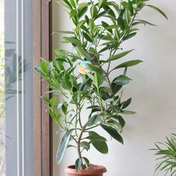 SALE】シンボルツリーにも♡常緑エニシダの春らしい寄せ植え 多肉植物