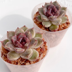 多肉植物 ピンクファンキー錦 韓国苗 多肉植物 pariʚ