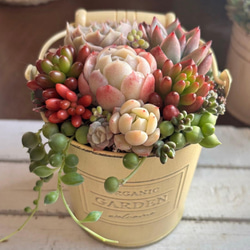 リメイク缶鉢の多肉植物寄せ植え そのまま飾れる クリスマス 多肉植物