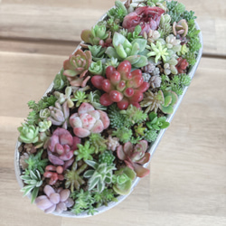 多肉アート◆寄せ植え◆そのまま飾れます◆ハンドメイド 母の日 2026】 【母の日】母の日ピック付き 多肉植物寄せ植え そのまま