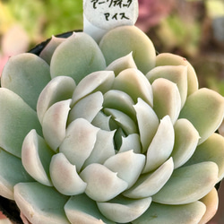 レア‼️石蓮花錦(7-46)＊多肉植物＊抜き苗 多肉植物 ＊N＊ 通販