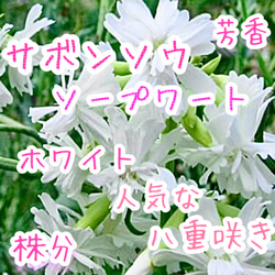 八重咲きローマン　苗　ダブルフラワーカモミール　カモミール　ハーブ　夏越し 9e819426618dcf10a3ae9120e451db