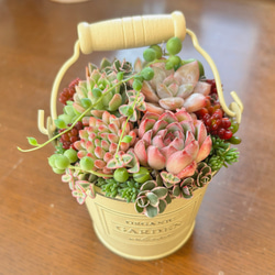 多肉植物寄せ植え 多肉 リメイク缶鉢 多肉植物 galleryk's GONZU 植物