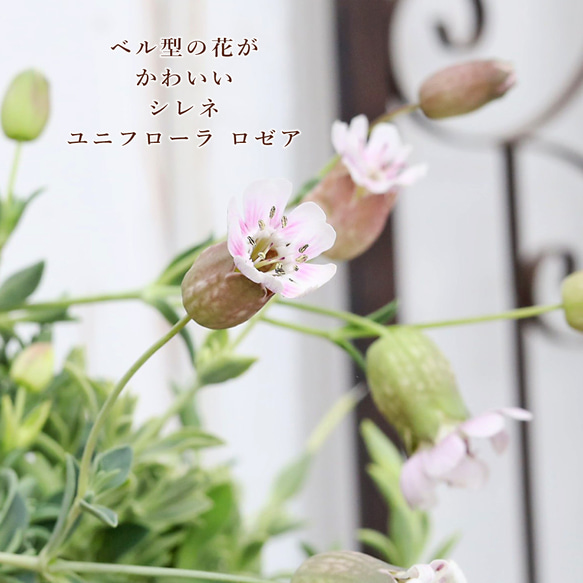 斑入り　イレシネ　苗　観葉植物　花卉園芸 花苗 シレネ ユニフローラ ロゼア 2.5号 多年草 斑入り ベル型 ピンク