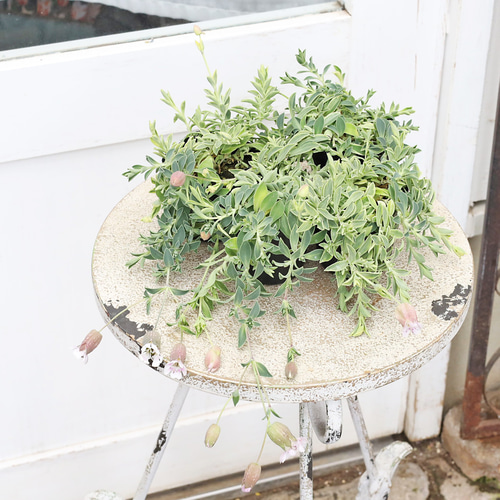 斑入り　イレシネ　苗　観葉植物　花卉園芸 花苗 シレネ ユニフローラ ロゼア 2.5号 多年草 斑入り ベル型 ピンク