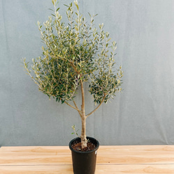 現品　アマゾンオリーブ　30番　オリーブ　観葉植物　希少　インテリアグリーン 在庫］【希少】アマゾンオリーブ 観葉植物 レア 珍しい 室内 プラ鉢
