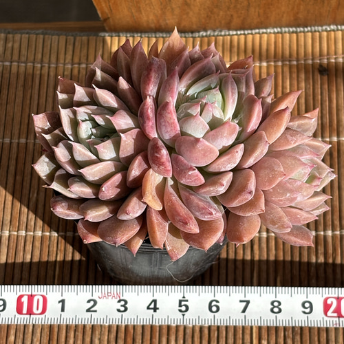 雙花 ハウス直送 多肉植物 エケベリア 園芸 抜き苗 多肉植物 SORA.IRO