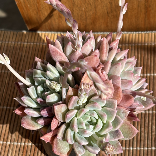 雙花 ハウス直送 多肉植物 エケベリア 園芸 抜き苗 多肉植物 SORA.IRO
