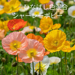 矢車草色混合の種50粒□絞り百日草の種5粒おまけ付き♡お写真5、6枚目