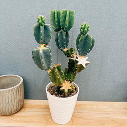 現品］【希少】セサモタムナス ブッセアヌス 観葉植物 レア ゴマ科