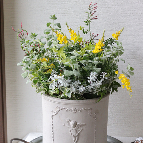 【SALE】シンボルツリーにも♡常緑エニシダの春らしい寄せ植え SALE】シンボルツリーにも♡常緑エニシダの春らしい寄せ植え 多肉植物