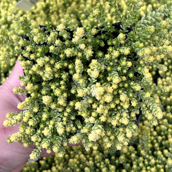 シャビアナトリュフ エケベリア 韓国苗 多肉植物 多肉植物 プクニク