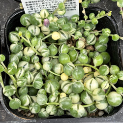 メデューサ錦 アエオニウム 韓国苗 多肉植物 多肉植物 プクニク 通販