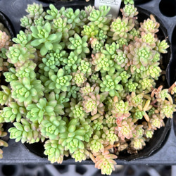 ストロベリーアーモンド 超美苗 エケベリア カット苗 韓国苗 多肉植物