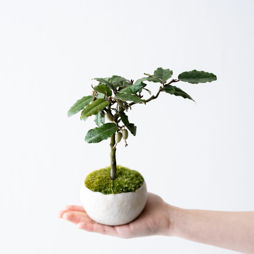 盆栽 『グミ』 和風 おしゃれ インテリア 観葉植物 送料無料 b052 盆栽 『グミ』 和風 インテリア 園芸 ガーデニング オブジェ 観葉植物
