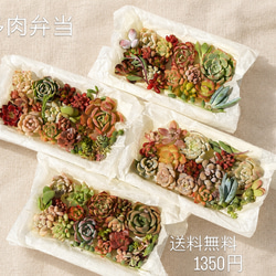 多肉植物 多肉弁当 エケベリア 寄せ植えセット その他素材 Fujitaniku