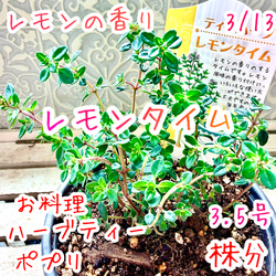 丸葉 シロタエギク もふもふしろうさぎ 苗 株分け シルバーリーフ 早い