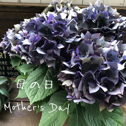 紅葉♡虹の玉♡モリモリ♡多肉植物♡ガーデニング♡インテリア アート
