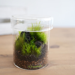 苔景－シリンダーSsize＜苔テラリウム・コケリウム＞ テラリウム 道草