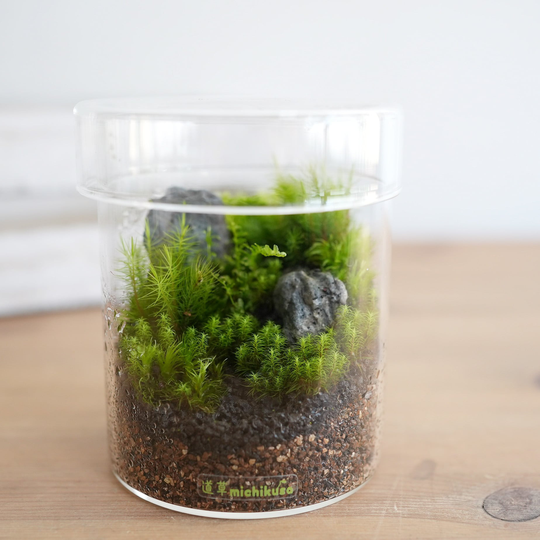 苔景－シリンダーMsize＜苔テラリウム・コケリウム＞