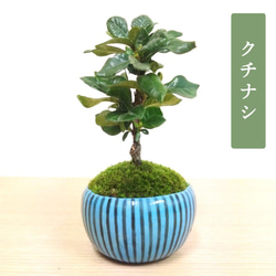 POTOCO 香丁木 紅鳥花 陶器鉢 植物 観葉植物 盆栽 豆盆栽 小品盆栽