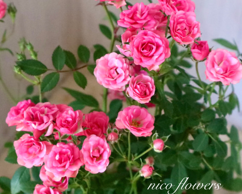薔薇生花 niko(* ᴗ ᴗ) 小さなバラ♡みさき♡ミニバラ♡極小輪バラ♡ アートフラワー nico