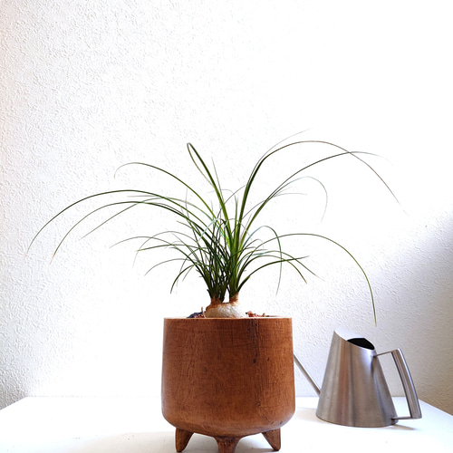 盆栽 トックリラン　塊根 陶器鉢付け(新品) ○数量限定○ ”ノリナ トックリラン 天然木無垢鉢カバーセット” 観葉