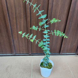 可愛い♪ユーカリ ポポラス テラコッタ鉢植え 苗 シンボルツリーに