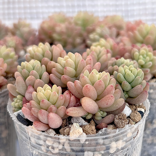 セダム レッドベリーhyb カット 韓国苗 多肉植物 pariʚ