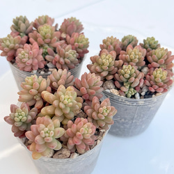 多肉植物 ピクシープラム 韓国苗 多肉植物 pariʚ❤︎ɞtaniku