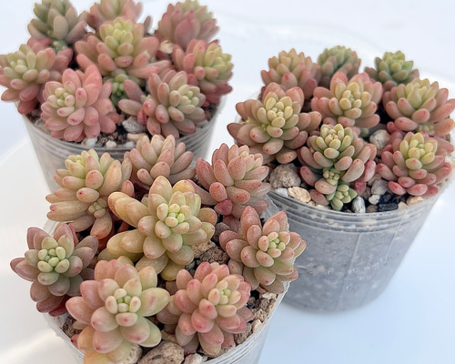 セダム レッドベリーhyb カット 韓国苗 多肉植物 pariʚ