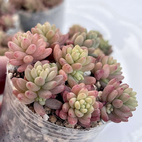 セダム レッドベリーhyb カット 韓国苗 多肉植物 pariʚ