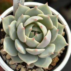 レア品種！【現品】 ☆蛙の音 多肉植物 自家繁殖 国産 多肉植物 美