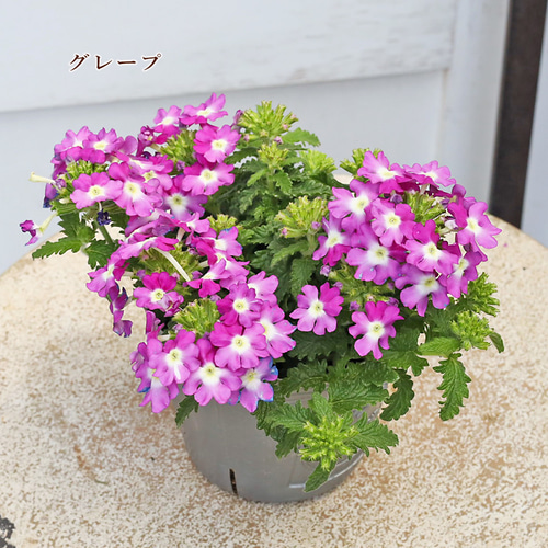 花苗 栄養系 バーベナ バネッサ コンパクト バイカラーピンク グレープ