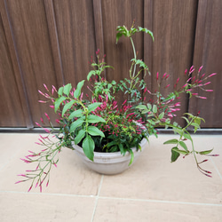 花芽付き☆ アカシア ブルーブッシュ 鉢植え 苗木 ミモザ シンボル