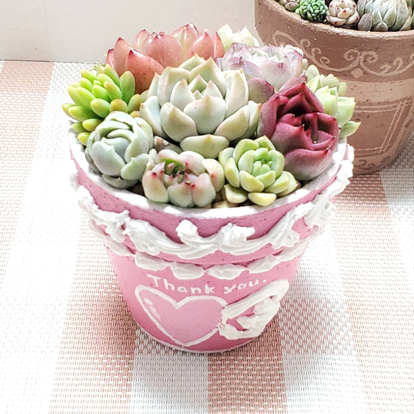 多肉植物リメイク鉢寄せ植え(*´꒳`*) 多肉植物寄せ植え 取っ手付きガーデンポット シャムねこ ハンドメイド