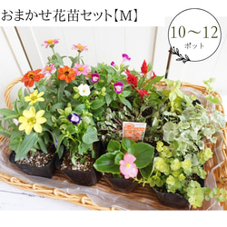 受注製作】ジニアの寄せ植えバスケット 母の日 寄せ植え 鉢花 フラワー