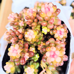 アエオニウム　超特大ブーケ群生苗　蓮花座　抜き苗　コレクション商品 アエオニウム オウカリ 美苗 ブーケ 花束 群生 大形 多頭 多肉植物