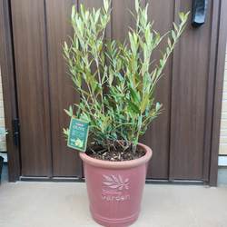 オリーブの木 エルグレコ 壺型テラコッタ鉢植え 観葉植物 シンボル