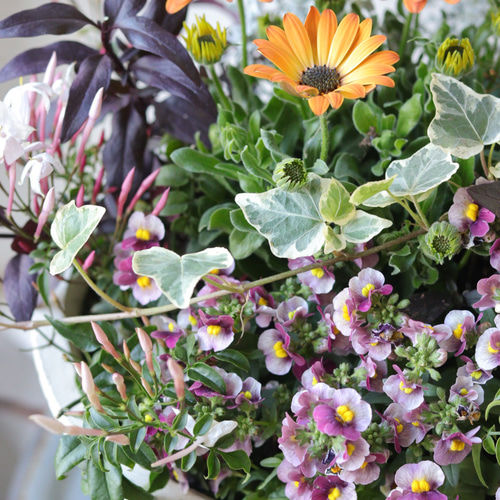 オステオアキラのカジュアルな春寄せ植え 春の寄せ植えを作ってみました - ローカルライフ 鉢花