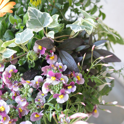 SALE】オステオアキラのカジュアルな春寄せ植え 多肉植物 トータル