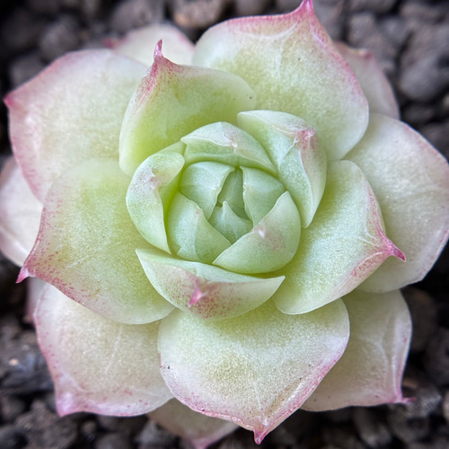 新入荷 多肉植物 エケベリア パンドラ女王 小苗 3cm 抜き苗 1株 多肉