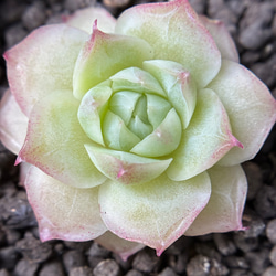 お買い得 早い者勝ち 2026 超豪華 12品種 多肉植物福袋 多肉植物 愛