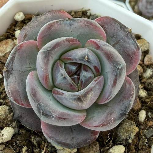 新入荷 多肉植物 エケベリア 丸葉ブラックオレンジモンロー 4cm 抜き苗