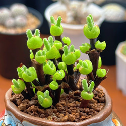 多肉植物 リトープス レア三面体 抜き苗 1株999円 1cm 多肉植物 愛多肉